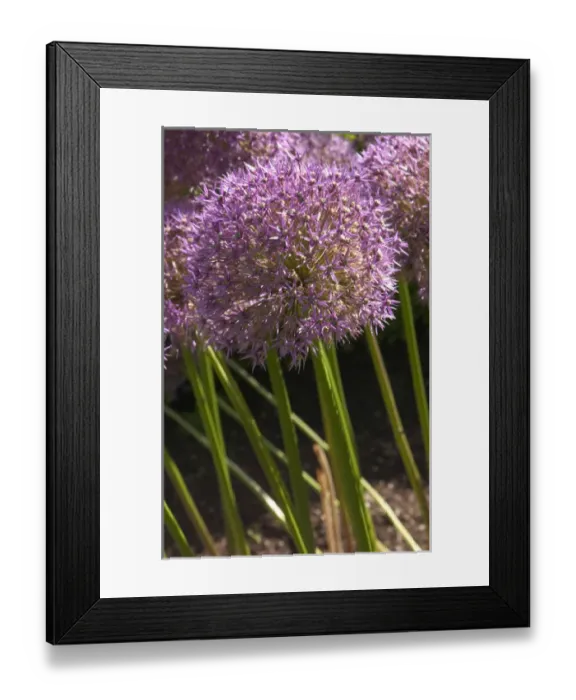 Framed Print : USA, Washington State, San Juan Islands, Roche Harbor in July Framed Print : USA, Washington State, San Juan Islands, Roche Harbor in July