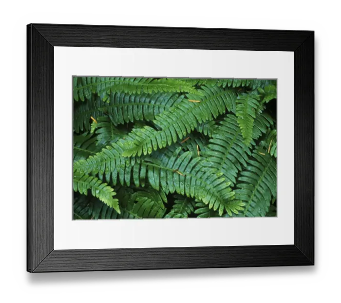 Framed Print : Deer Fern, Mt. Rainier NP, WA, USA Framed Print : Deer Fern, Mt. Rainier NP, WA, USA