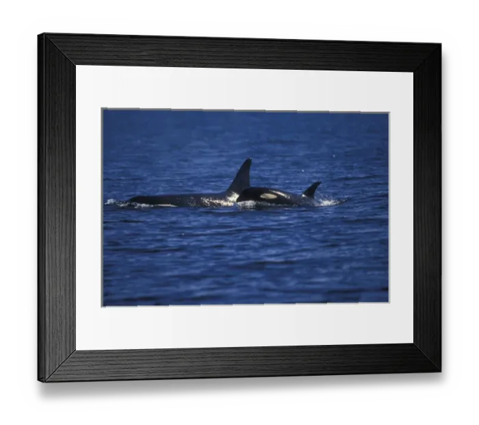 Framed Print : Orca Killer Whales (Orca orcinus) near San Juan Island, WA State, USA