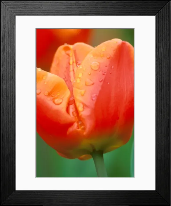 Framed Print : Tulip Detail, Skagit Co. WA