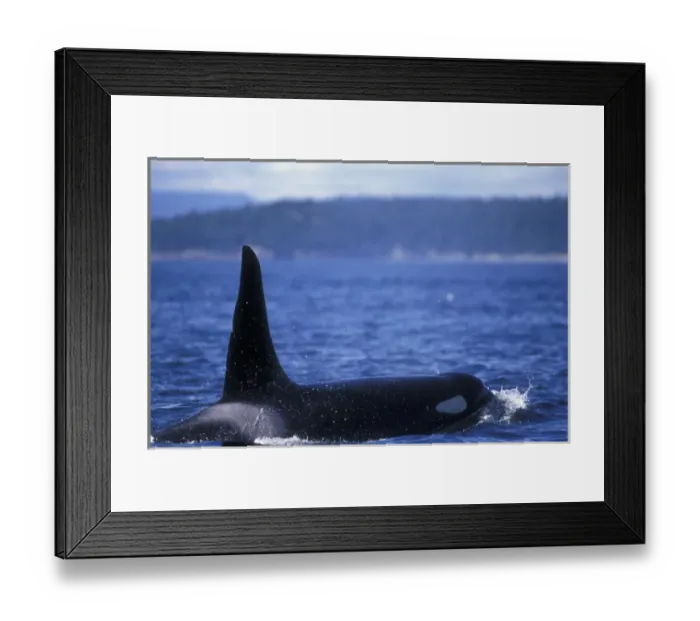 Framed Print : Orca Killer Whales (Orca orcinus) near San Juan Island, WA State, USA