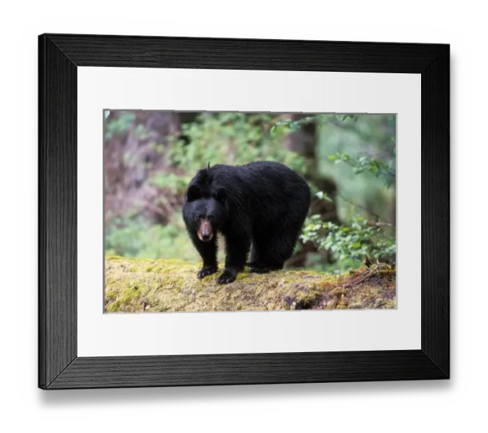 Framed Print : black bear, Ursus americanus, on an old growth log in the rainforest, Olympic National Park Framed Print : black bear, Ursus americanus, on an old growth log in the rainforest, Olympic National Park