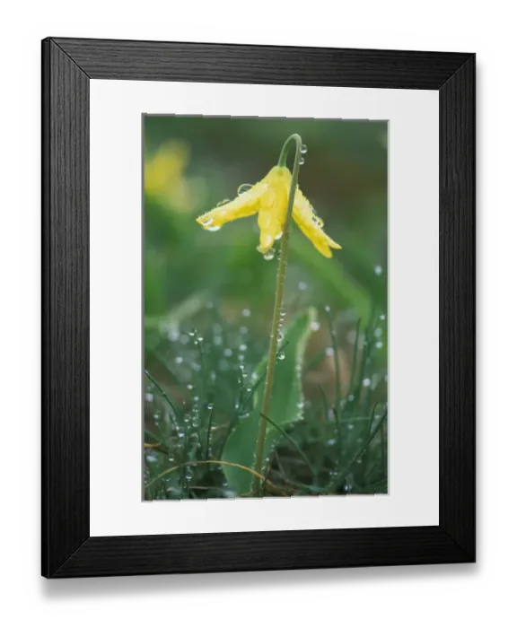 Framed Print : Dewdrops on Glacier Lily, Olympic NP, WA Framed Print : Dewdrops on Glacier Lily, Olympic NP, WA