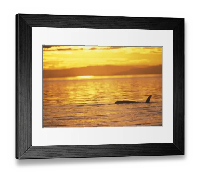 Framed Print : Orca Killer Whales (Orca orcinus) near San Juan Island, WA State, USA Framed Print : Orca Killer Whales (Orca orcinus) near San Juan Island, WA State, USA