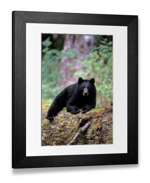 Framed Print : black bear, Ursus americanus, resting on an old growth log in the rainforest, Olympic National Park