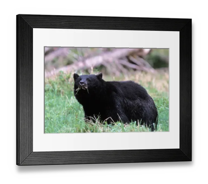 Framed Print : black bear, Ursus americanus, eating grass in the rainforest, Olympic National Park