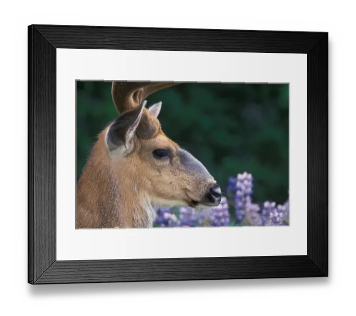Framed Print : black-tailed deer, Odocoileus heimonus, buck resting in a field of lupine wildflowers Framed Print : black-tailed deer, Odocoileus heimonus, buck resting in a field of lupine wildflowers
