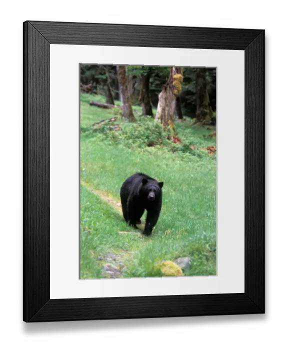 Framed Print : black bear, Ursus americanus, walking along a trail in the rainforest, Olympic National Park Framed Print : black bear, Ursus americanus, walking along a trail in the rainforest, Olympic National Park