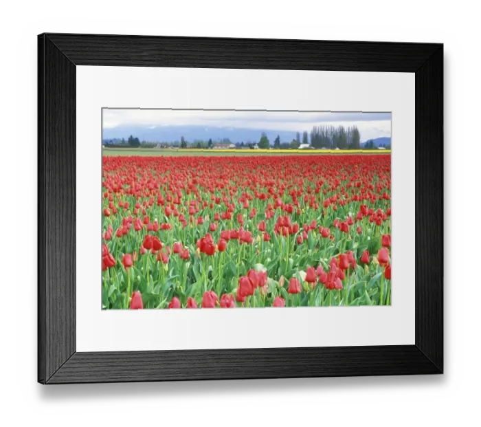 Framed Print : Tulip Festival, Skagit Co. WA Framed Print : Tulip Festival, Skagit Co. WA