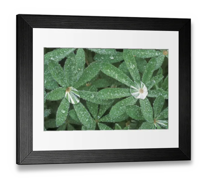 Framed Print : Dewdrops on Lupine Leaves, Olympic NP, WA, USA