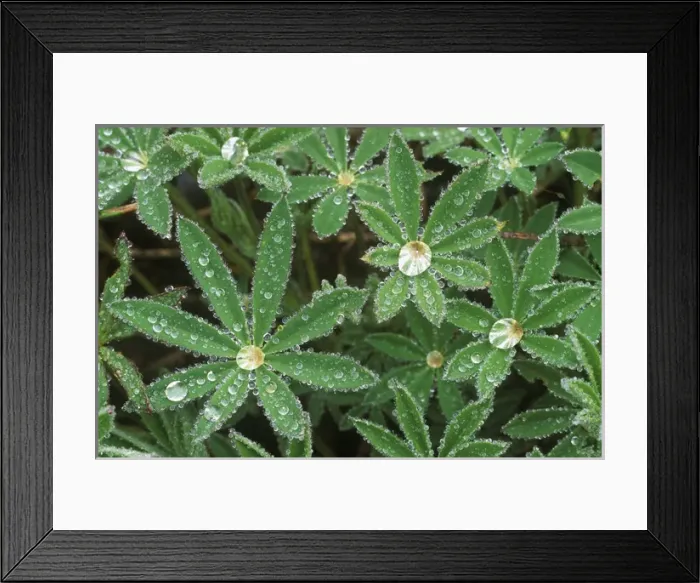 Framed Print : Dewdrops on Lupine Leaves, Olympic NP, WA, USA