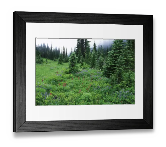 Framed Print : Wildflowers, Mt. Rainier NP, WA, USA Framed Print : Wildflowers, Mt. Rainier NP, WA, USA