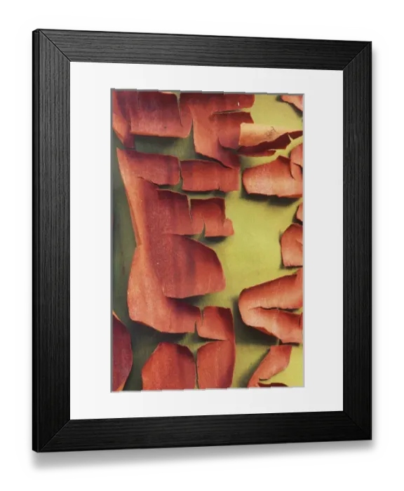 Framed Print : Madrona Trunk Detail, San Juan Island, WA Framed Print : Madrona Trunk Detail, San Juan Island, WA