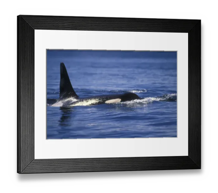 Framed Print : Orca Killer Whales (Orca orcinus) near San Juan Island, WA State, USA Framed Print : Orca Killer Whales (Orca orcinus) near San Juan Island, WA State, USA