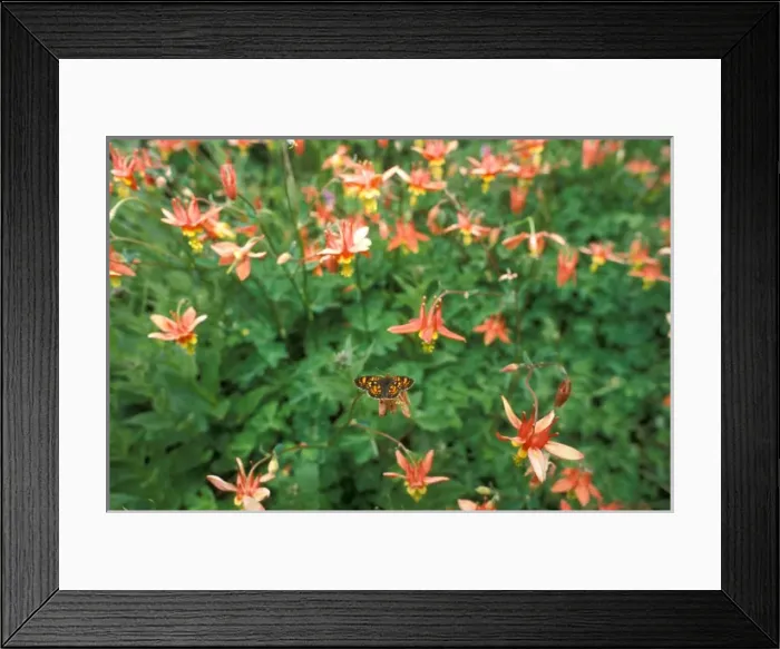 Framed Print : red columbine, Aguilegia formosa, wildflowers and a butterfly, Olympic National Park Framed Print : red columbine, Aguilegia formosa, wildflowers and a butterfly, Olympic National Park
