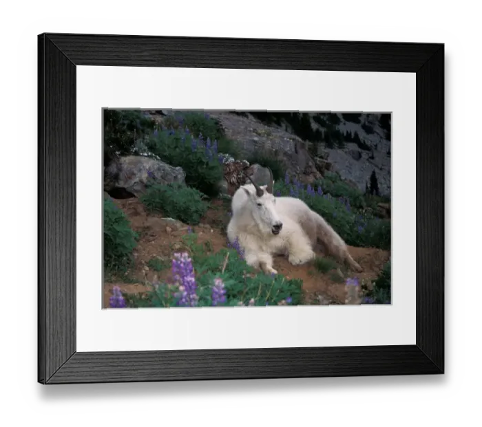 Framed Print : mountain goat, Oreamnos americanus, male resting in lupine on a hillside, Olympic National Park Framed Print : mountain goat, Oreamnos americanus, male resting in lupine on a hillside, Olympic National Park
