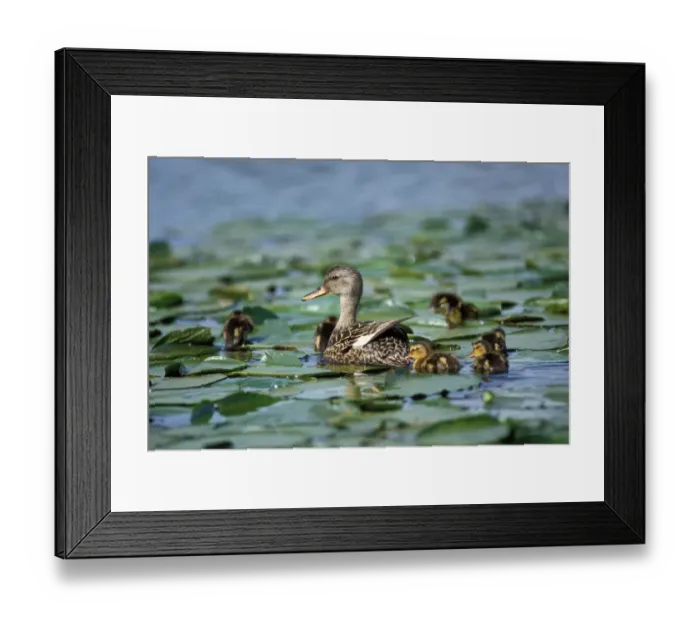 Framed Print : gadwall, Anas strepera, female with clutch of young, in lilly pads, Lake Washington Framed Print : gadwall, Anas strepera, female with clutch of young, in lilly pads, Lake Washington