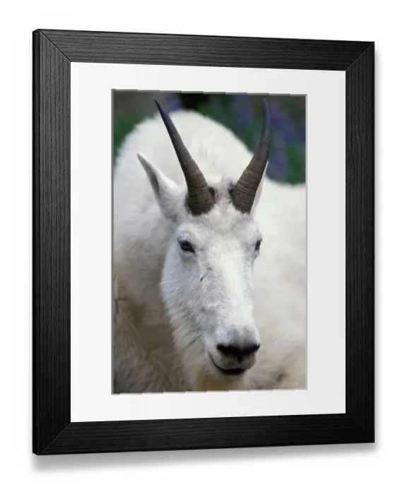 Framed Print : mountain goat, Oreamnos americanus, billy goat, up close in Olympic National Park Framed Print : mountain goat, Oreamnos americanus, billy goat, up close in Olympic National Park