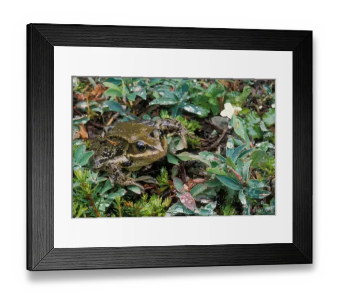 Framed Print : red-legged frog, Rana aurora, in the rainforest of Olympic National Park, Olympic Peninsula Framed Print : red-legged frog, Rana aurora, in the rainforest of Olympic National Park, Olympic Peninsula