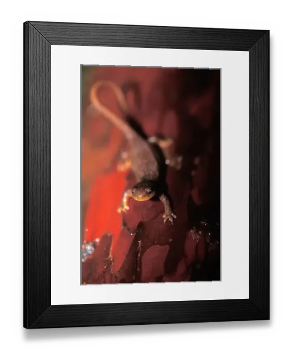 Framed Print : roughskin newt, Taricha granulosa, in a rainforest of the North Cascades National Park