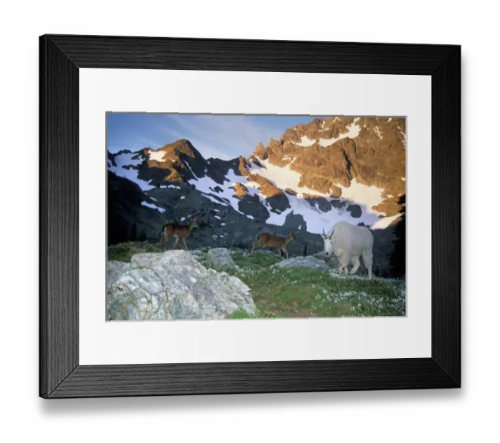 Framed Print : black tail deer, Odocoileus hemionus, and mountain goat, Oreamnos americanus, in Framed Print : black tail deer, Odocoileus hemionus, and mountain goat, Oreamnos americanus, in