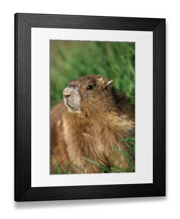 Framed Print : endangered olympic marmot, Marmota olympus, tagged in Olympic National Park, Olympic Peninsula Framed Print : endangered olympic marmot, Marmota olympus, tagged in Olympic National Park, Olympic Peninsula
