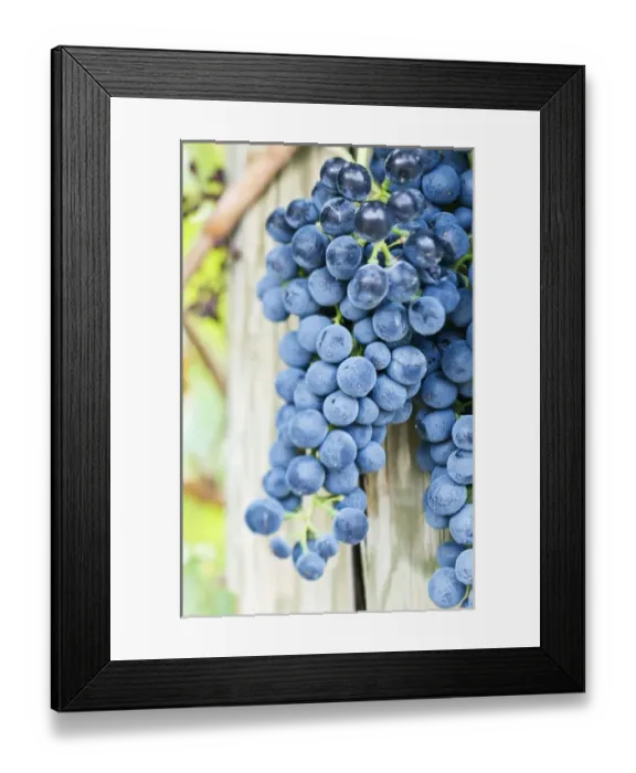 Framed Print : USA, WA, Yakima Valley, Syrah Grapes (Selective Focus) Framed Print : USA, WA, Yakima Valley, Syrah Grapes (Selective Focus)