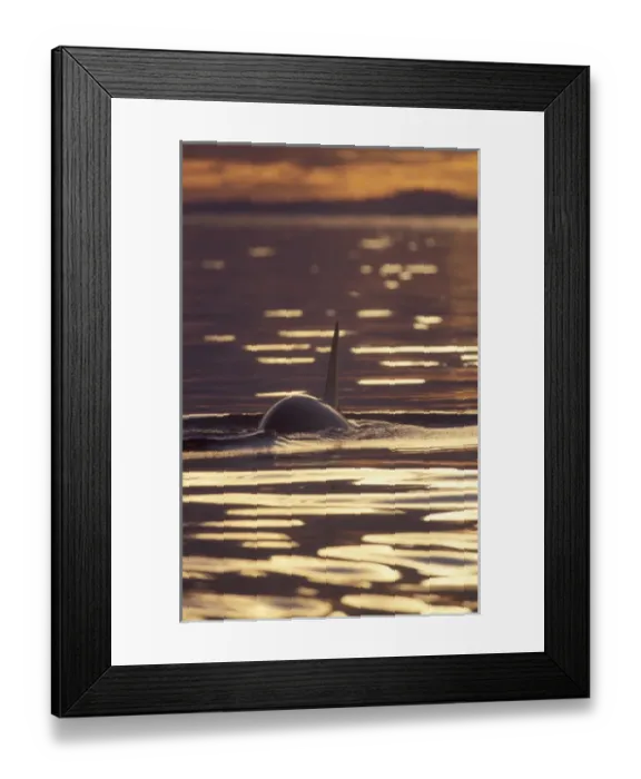 Framed Print : Orca Killer Whales (Orca orcinus) near San Juan Island, WA State, USA Framed Print : Orca Killer Whales (Orca orcinus) near San Juan Island, WA State, USA