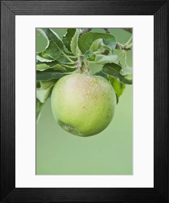 Framed Print : USA, WA, Columbia River Valley, Granny Smith Apple Ripe for Harvest (Selective Focus) Framed Print : USA, WA, Columbia River Valley, Granny Smith Apple Ripe for Harvest (Selective Focus)