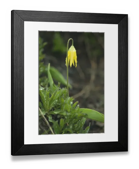 Framed Print : USA, WA, Olypic NP, Glacier Lily