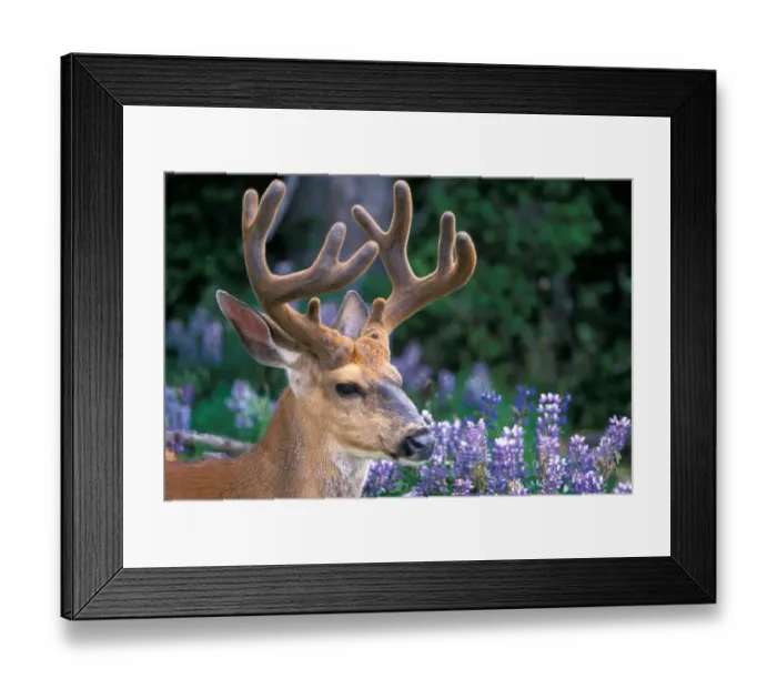Framed Print : black-tailed deer, Odocoileus hemionus, buck resting in a subalpine meadow of silky lupine Framed Print : black-tailed deer, Odocoileus hemionus, buck resting in a subalpine meadow of silky lupine