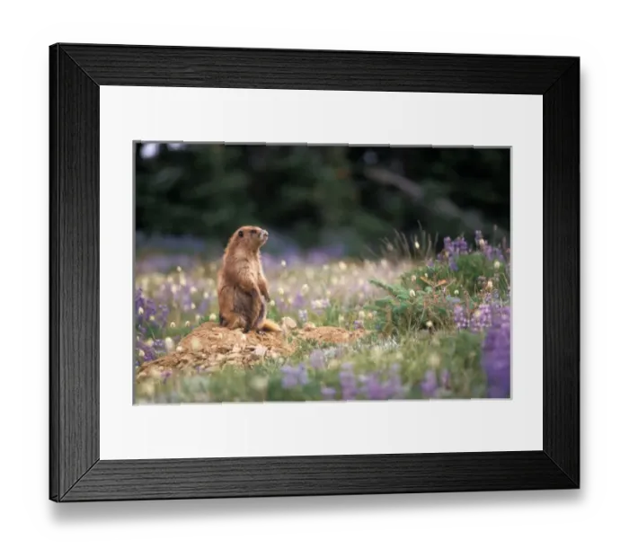 Framed Print : endangered olympic marmot, Marmota olympus, with flowering lupine stands outside