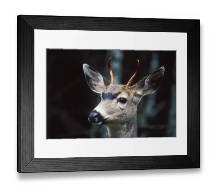 Framed Print : black-tailed deer, Odocoileus hemionus, profile of a young buck in Olympic National Park Framed Print : black-tailed deer, Odocoileus hemionus, profile of a young buck in Olympic National Park