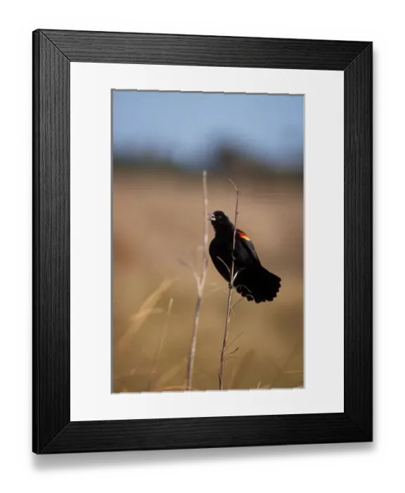Framed Print : red-winged black bird, Agelaius phoeniceus, calling from a tail reed, Washington Framed Print : red-winged black bird, Agelaius phoeniceus, calling from a tail reed, Washington
