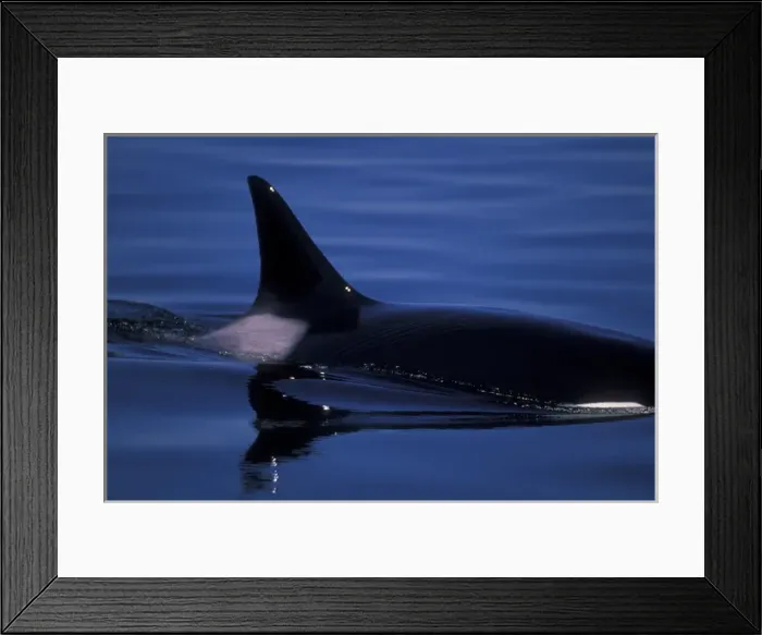 Framed Print : Orca Killer Whales (Orca orcinus) near San Juan Island, WA State, USA Framed Print : Orca Killer Whales (Orca orcinus) near San Juan Island, WA State, USA