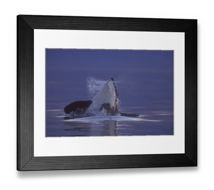 Framed Print : Spyhopping Orca Killer Whale (Orca orcinus) near San Juan Island, WA State, USA Framed Print : Spyhopping Orca Killer Whale (Orca orcinus) near San Juan Island, WA State, USA