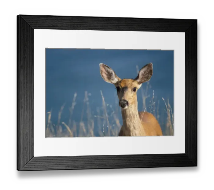 Framed Print : black-tailed deer, Odocoileus hemionus, doe in Olympic National Park, Washington Framed Print : black-tailed deer, Odocoileus hemionus, doe in Olympic National Park, Washington