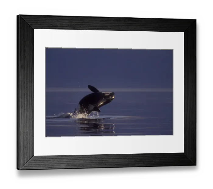 Framed Print : Breaching Orca Killer Whale (Orca orcinus) near San Juan Island, WA State, USA Framed Print : Breaching Orca Killer Whale (Orca orcinus) near San Juan Island, WA State, USA