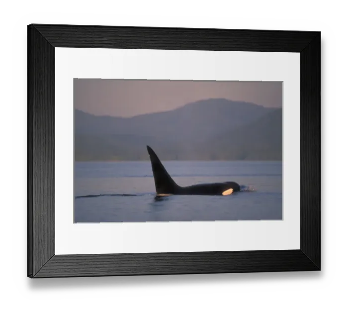 Framed Print : Orca Killer Whales (Orca orcinus) near San Juan Island, WA State, USA