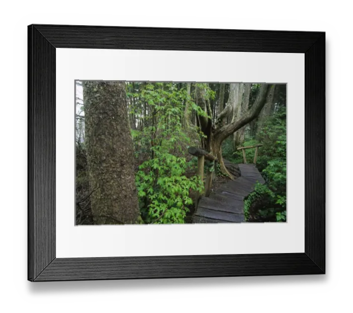 Framed Print : Cedar Plank Boardwalk Trail to Cape Flattery, Olympic National Park; Washington; US Framed Print : Cedar Plank Boardwalk Trail to Cape Flattery, Olympic National Park; Washington; US