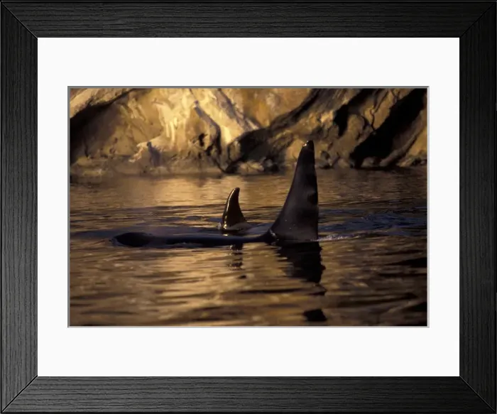 Framed Print : North America, USA, WA, San Juan Islands surfacing Orca whales