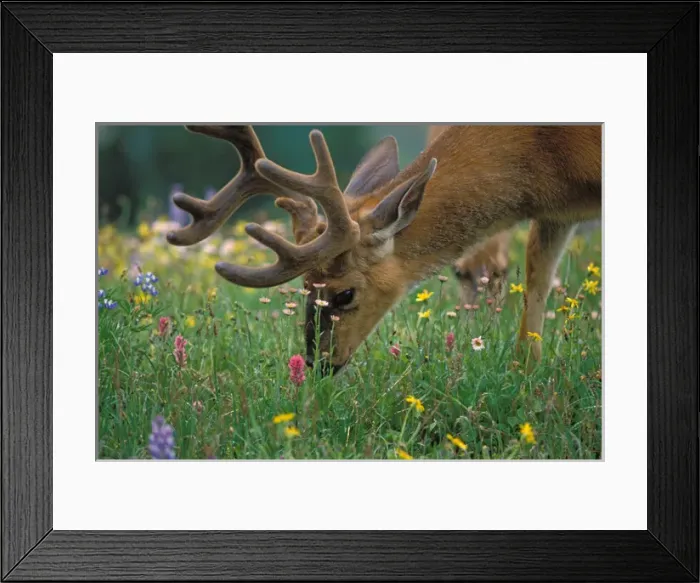 Framed Print : black-tailed deer, Odocoileus hemionus, buck grazing in a subalpine meadow of wildflowers Framed Print : black-tailed deer, Odocoileus hemionus, buck grazing in a subalpine meadow of wildflowers