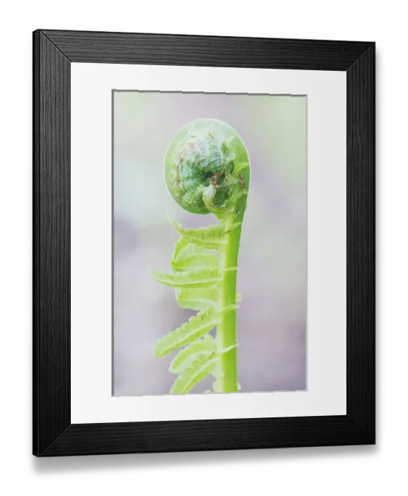 Framed Print : USA, WA, Bellevue, Fern Fiddlehead Framed Print : USA, WA, Bellevue, Fern Fiddlehead