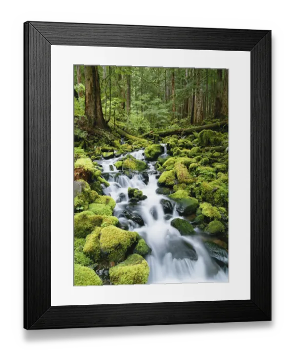 Framed Print : Washington, Olympic National Park, View of creek in old growth rainforest Framed Print : Washington, Olympic National Park, View of creek in old growth rainforest