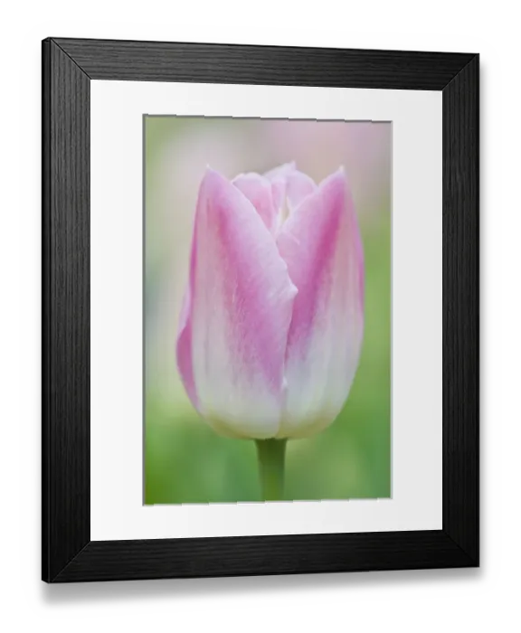 Framed Print : USA, WA, Skagit Valley, Pink Tulip Framed Print : USA, WA, Skagit Valley, Pink Tulip