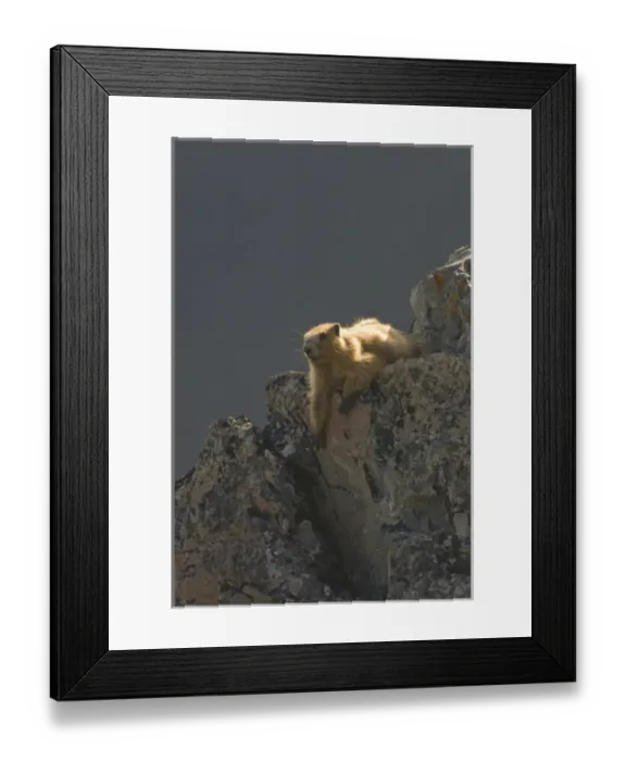 Framed Print : Olympic Marmot (Marmota olympus) at Obstruction Point. Olympic National Park, Washington Framed Print : Olympic Marmot (Marmota olympus) at Obstruction Point. Olympic National Park, Washington