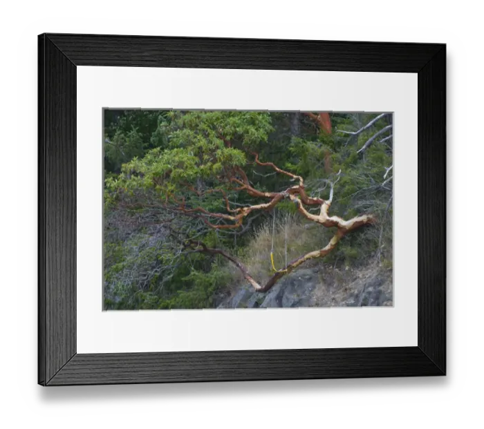 Framed Print : Pacific Madrona (Arbutus menziesii) Tree, Orcas Island, Washington, US Framed Print : Pacific Madrona (Arbutus menziesii) Tree, Orcas Island, Washington, US