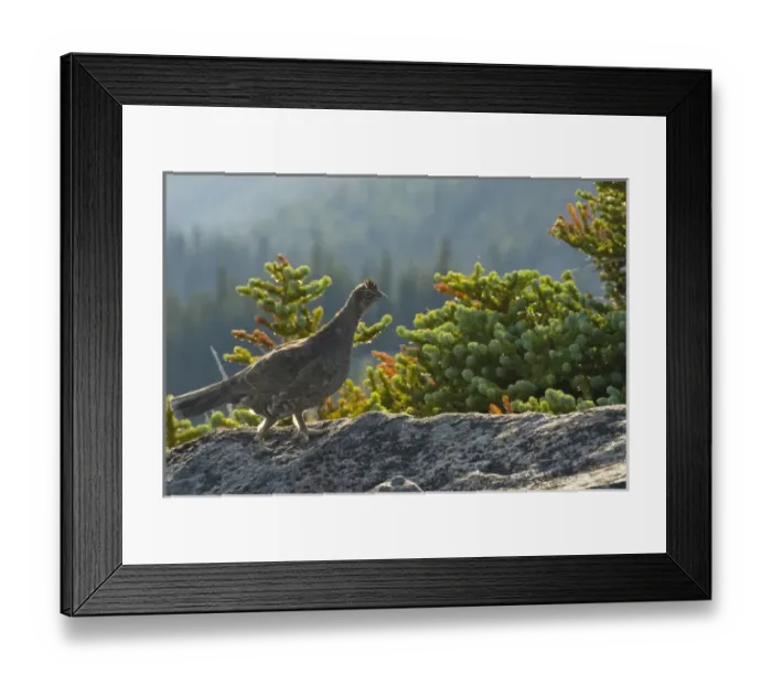 Framed Print : Ruffed Grouse (Bonasa umbellus) at Obstruction Point. Olympic National Park, Washington