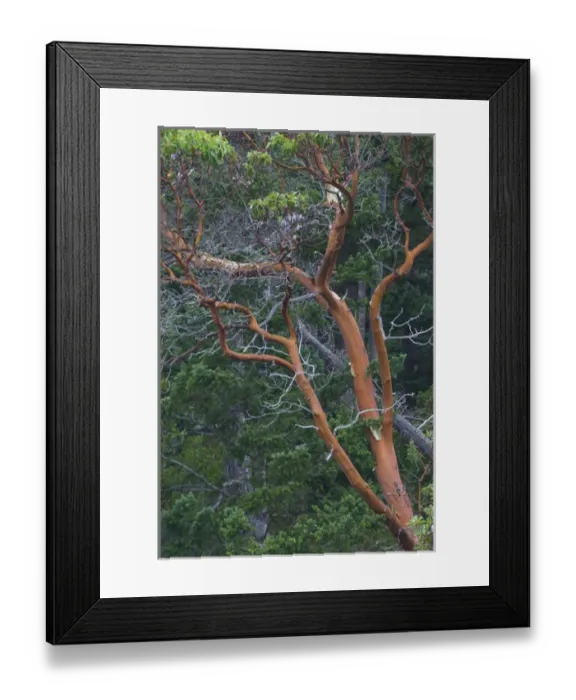 Framed Print : Pacific Madrona (Arbutus menziesii) Tree, Orcas Island, Washington, US Framed Print : Pacific Madrona (Arbutus menziesii) Tree, Orcas Island, Washington, US