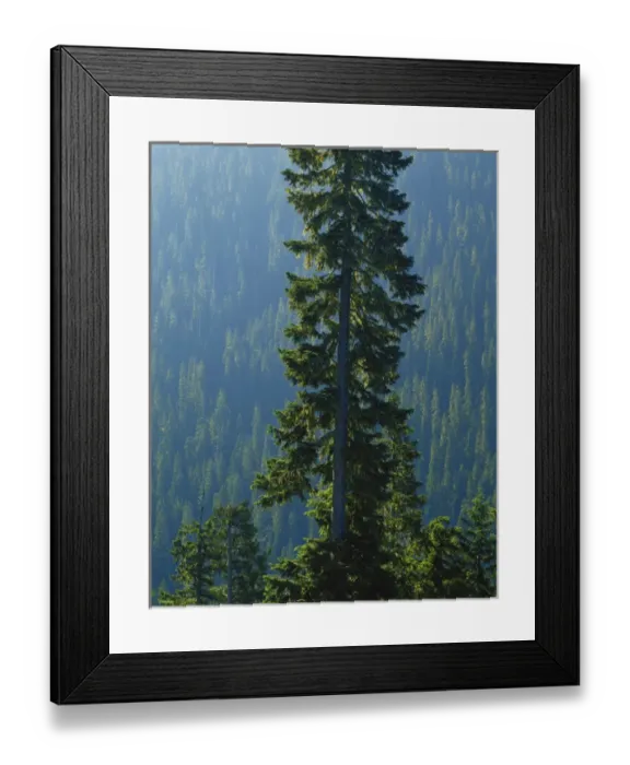Framed Print : USA, Washington, Mount Ranier National Park, Old-growth forest above Chinook Creek